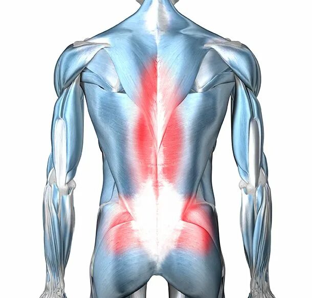 Back muscle Pain. Deep back muscles. Back Relief muscle. Noted back