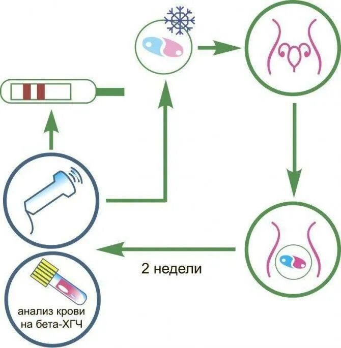 В каком цикле делают криоперенос. Схема подготовки к криопротоколу. Криоперенос подготовка. Схема криопротокола на ЗГТ. Перенос криоконсервированных эмбрионов.