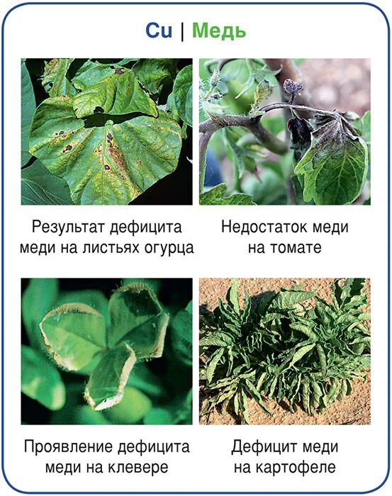 Недостаток микроэлементов в почве. Нехватка меди у растений. симптомы дефицита меди у растений. недостаток меди у огурцов. болезни растений по листьям.