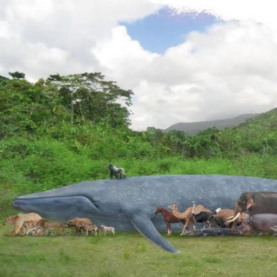 10 самых больших животных. Гигантские существа на земле. Самых больших существ на земле. Самые большие животные. Самые большие животные на планете.