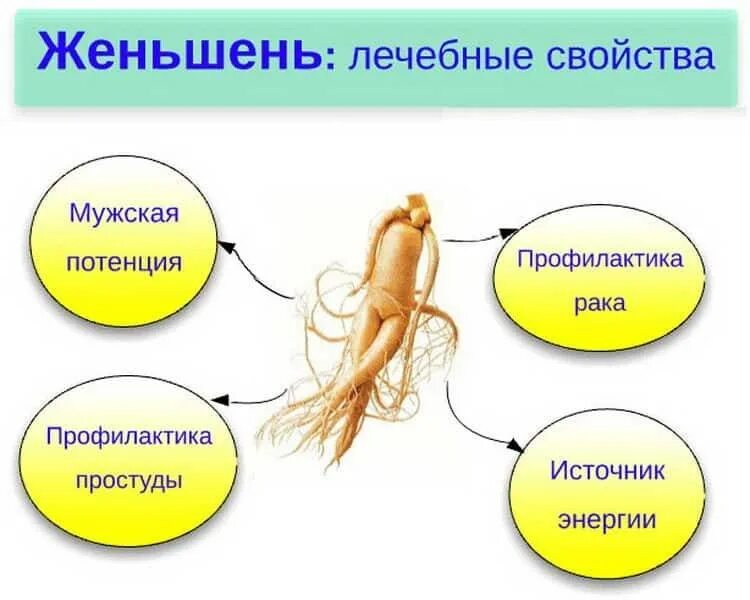 Женьшень для чего применяется. Чем полезен женьшень. женьшень полезные качества. для чего полезен женьшень. чем полезен женьшеневый корень.