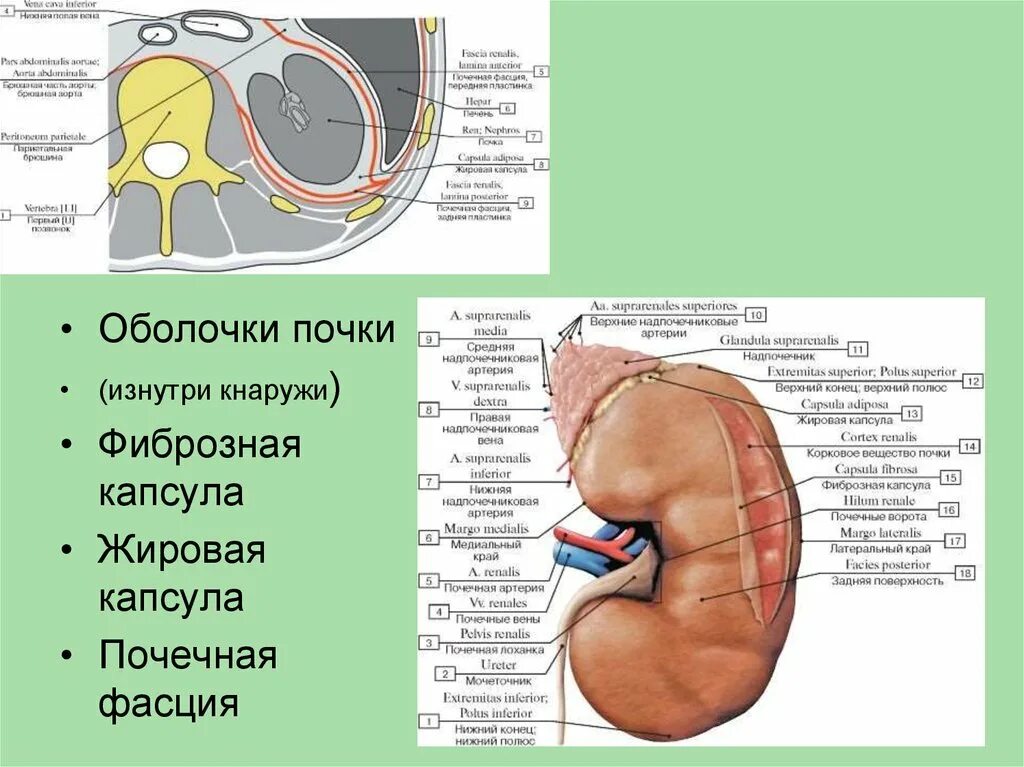 Какую функцию выполняет фиброзная оболочка почки. Оболочки почки анатомия. оболочки почки человека анатомия. фиксирующий аппарат почки почечная фасция. строение почки оболочки.