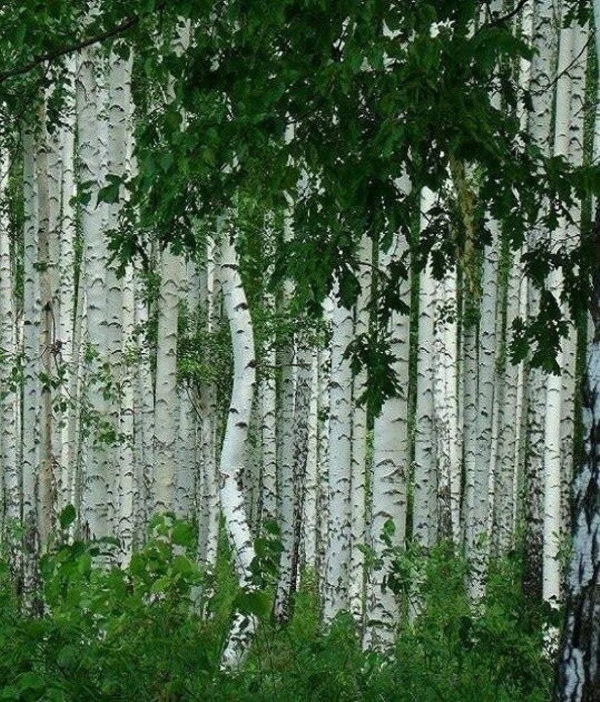 Покажи березова. Березовые рощи южного урала. Берёза плосколистная. Белоствольная береза. Покажи березова.
