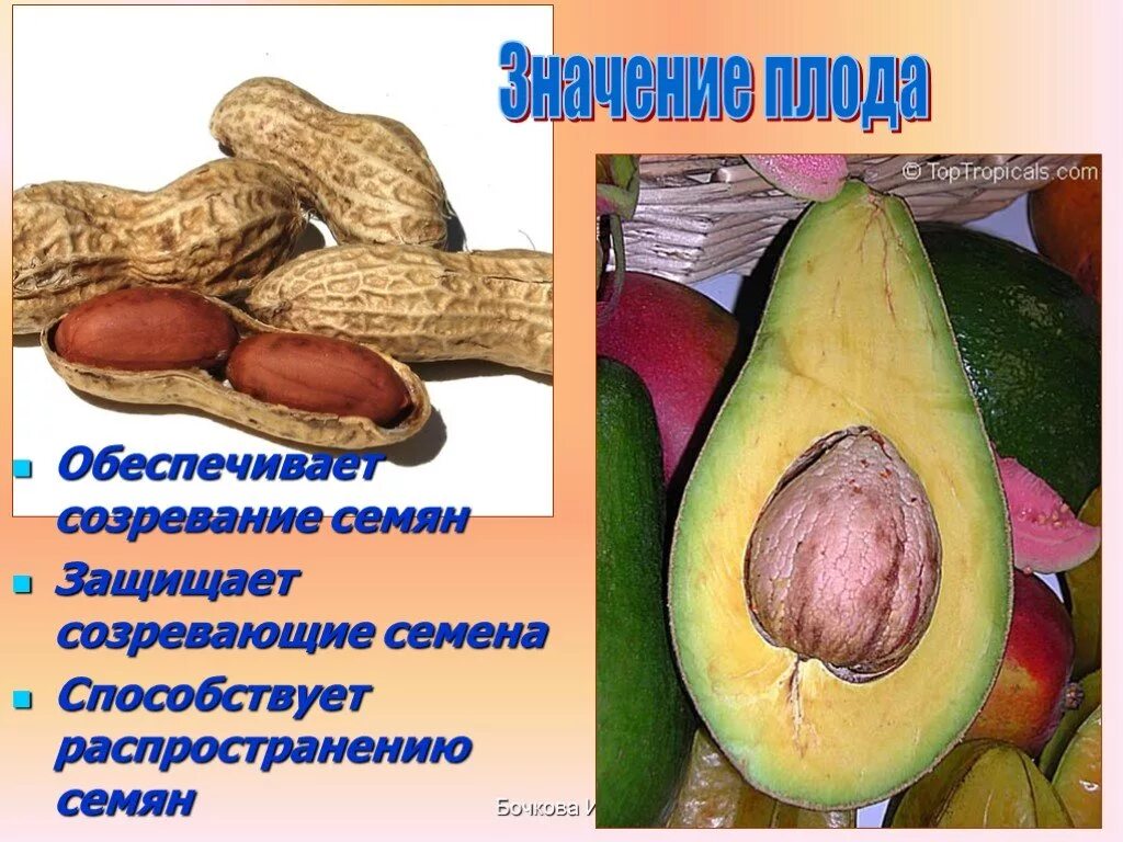 Плод не является человеком. Строение и значение плодов. значение семян. созревание плодов и семян. значение плода для растения.