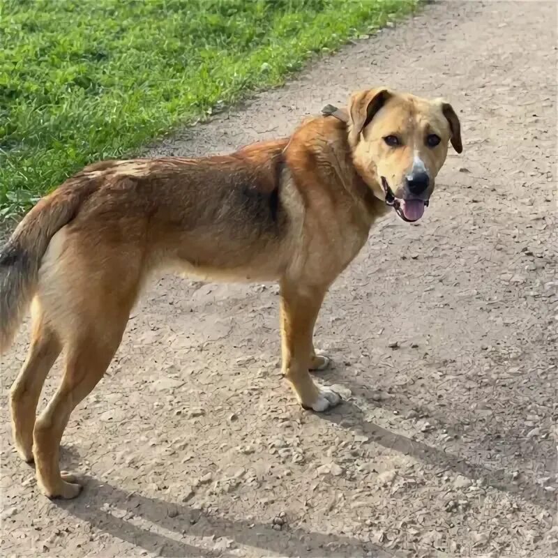 Найдена собака в солнечногорске. Крупный пес и несчастный щенок. Собака солнечногорск. Найденные собаки солнечногорск с 1. Сиба ину короткошерстные.