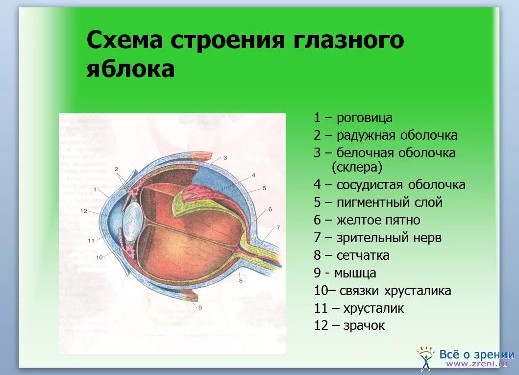 Схема глазного яблока (в сагиттальном сечении). Строение органа зрения (строение глазного яблока).. Последовательность структур глаза. Схема строения оболочек глазного яблока.