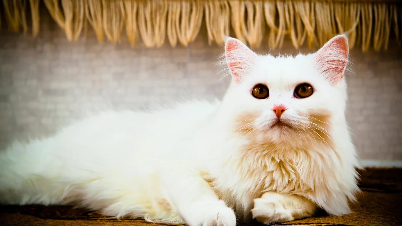 Красивые кошки. Кошка белая. Красивая белая кошка. Красивый кот. Краше кэт