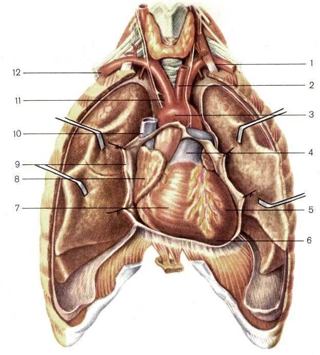 Положение сердца в грудной клетке перикард вскрыт. Грудная клетка анатомия перикард. Анатомия грудной клетки человека с органами. Топография сердца человека анатомия.