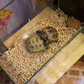 Содержание сухопутных черепах