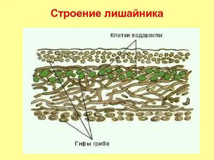 Лишайники биология строение. Внутреннее строение лишайника. Модель внутреннего строения лишайника биология 5. Строения лишайника фотосинтезирующий слой. Внутреннее строение лишайника 5 класс биология.