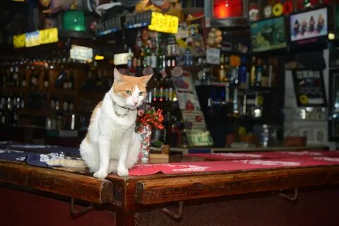 Кота бару