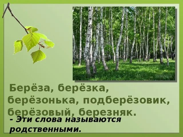 Березка однокоренные. Береза березовый Березняк. Березки березоньки. Береза,Березка,подберезовик. Березовый Березняк береза березонька подберезовик лишнее слово.