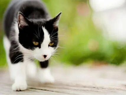 Downloads cat