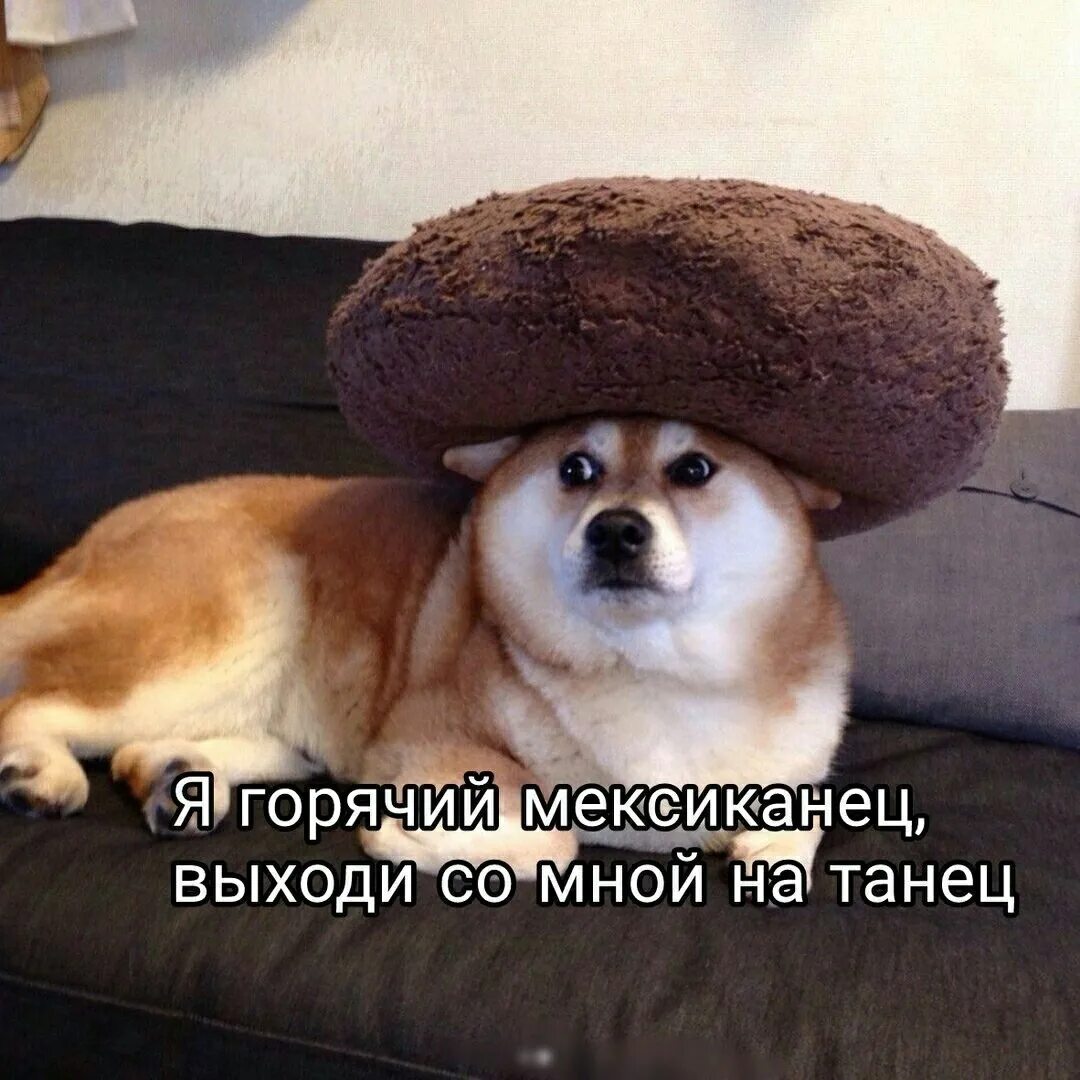 Мексиканец выходи со мной на танец. Горячие мексиканцы. Мем я горячий мексиканец выходи со мной на танец. Горячий мексиканец выходи со мной на танец. Я мексиканец выходи со мной.
