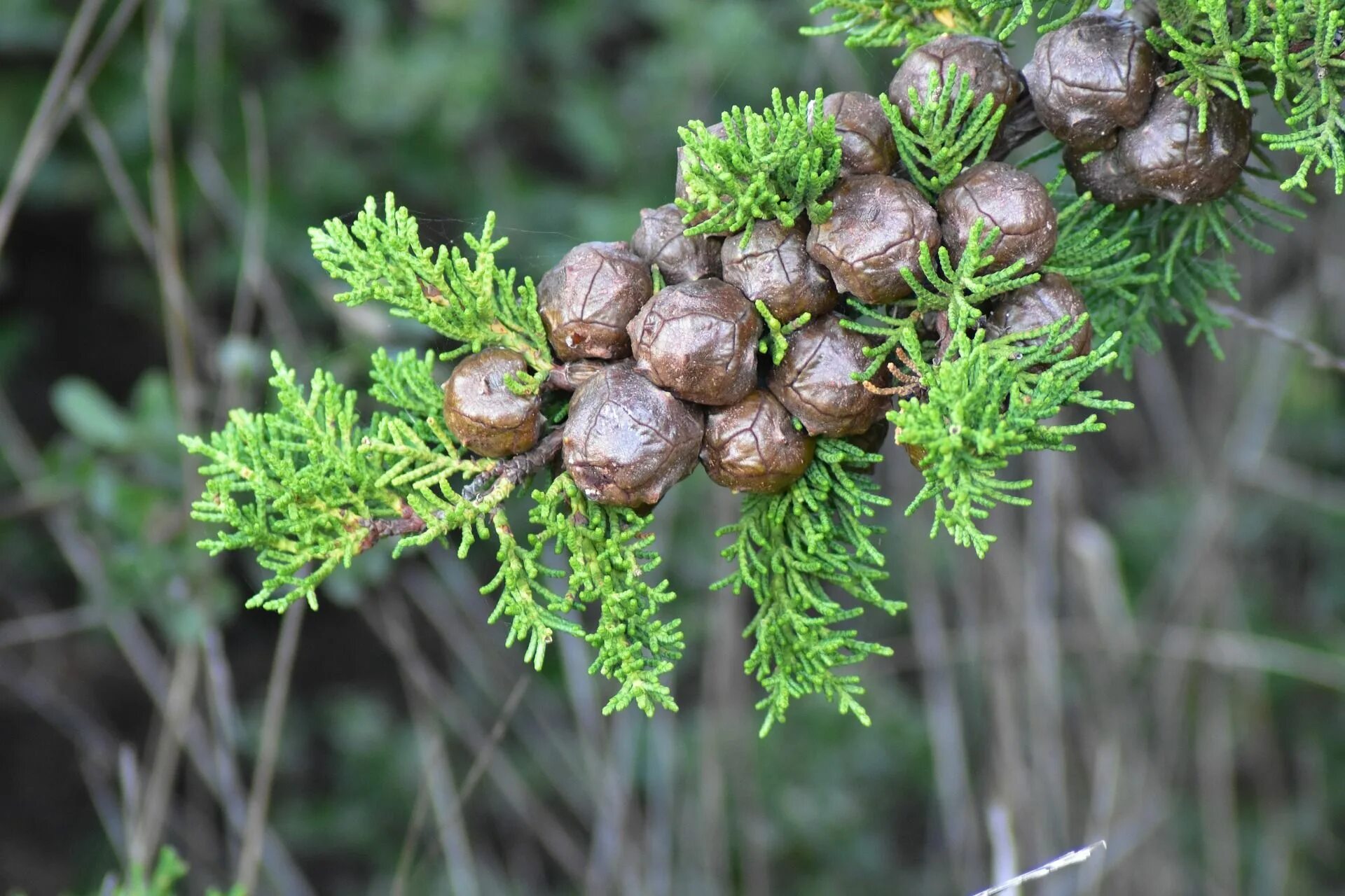 Кипарис вечнозеленый шишка. Кипарисовик шишки. Кипарис вечнозеленый (Cupressus sempervirens). Можжевельниковый Кипарис. Семейство хвойных