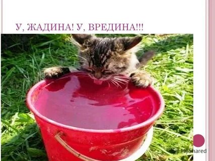 Я жадина