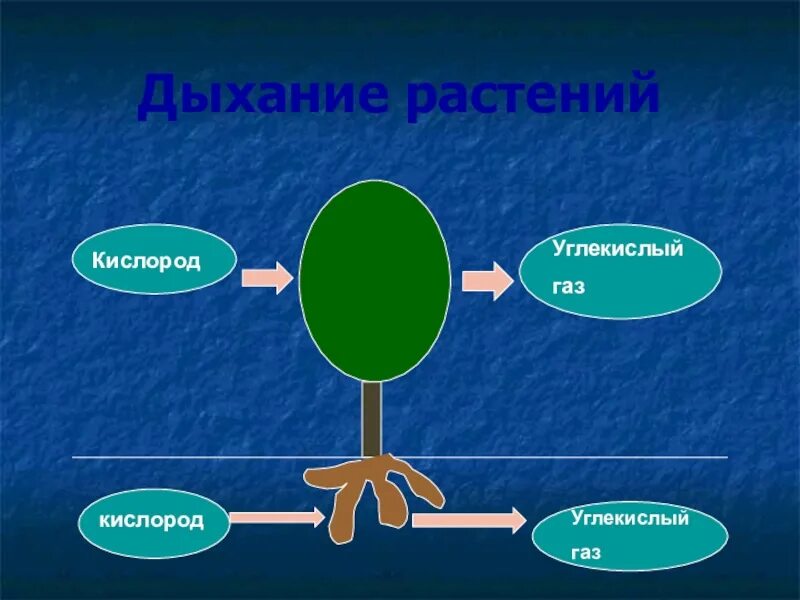 Где происходит дыхание растений 6 класс. Дыхание растений. Дыхание растений кислород. Растения дышат кислородом. Дыхание растений презентация.