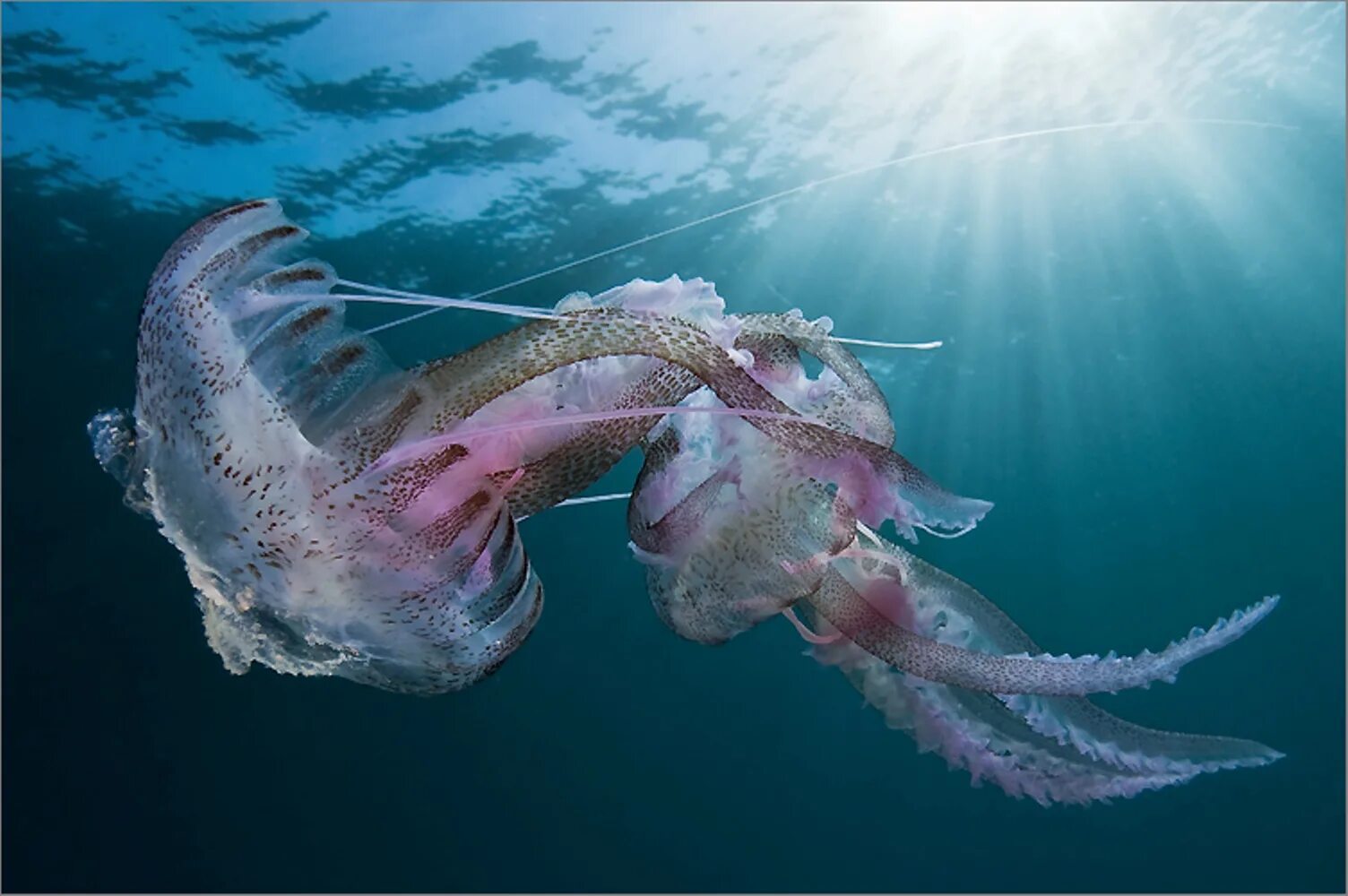 Большие существа в океане. Пелагия ночесветка (Pelagia Noctiluca). Pelagia Noctiluca медуза. Морские обитатели медуза. Медузы красного моря Физалия.