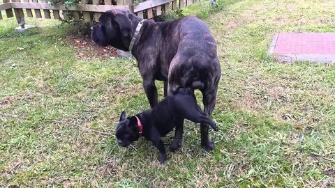 Cane videos