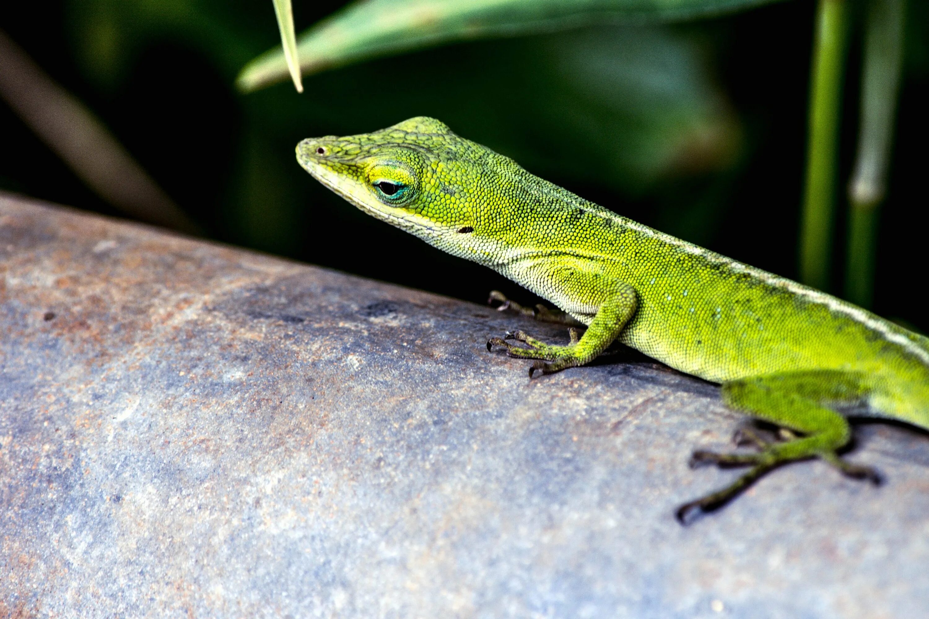 Ящерица эльбуфеар. Бразильский карликовый геккон. Geico ящерка. Цепкохвостый геккон. Ящер сканворд