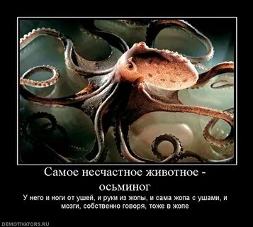 Хорошо осьминогу