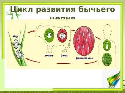 На рисунке изображена личинка