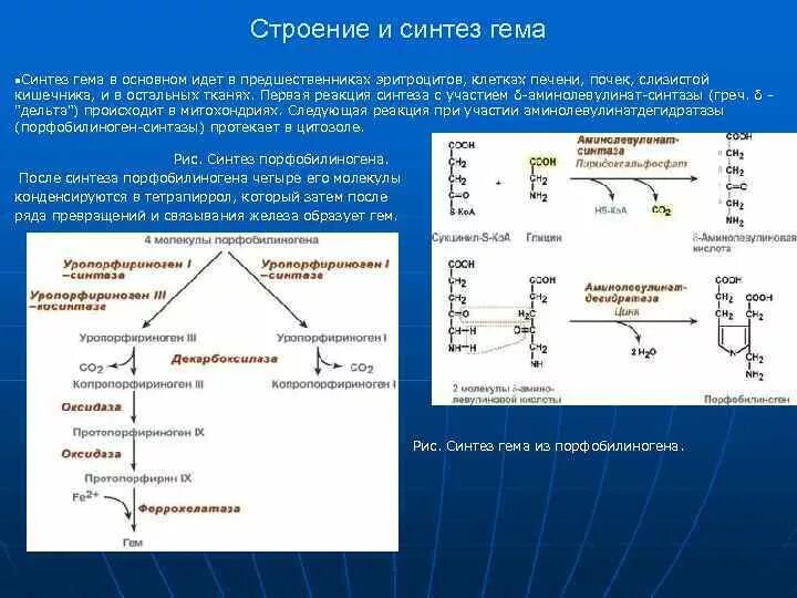 Синтез гему. Схема регуляции синтеза гема. Синтез гема биохимия реакции. Аминолевулинат синтаза. Регуляция синтеза гема биохимия.