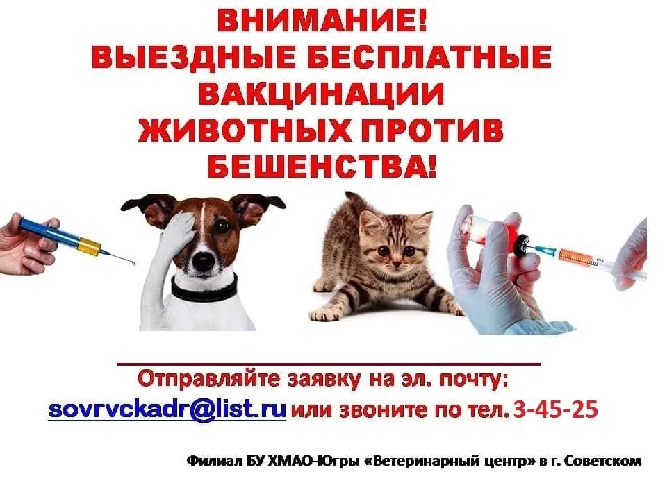 Бесплатная вакцинация кошек в москве 2024. Вакцинация домашних животных. Домашние животные вакцинация от бешенства. Вакцинация собак и кошек против бешенства. Выездная вакцинация против бешенства.