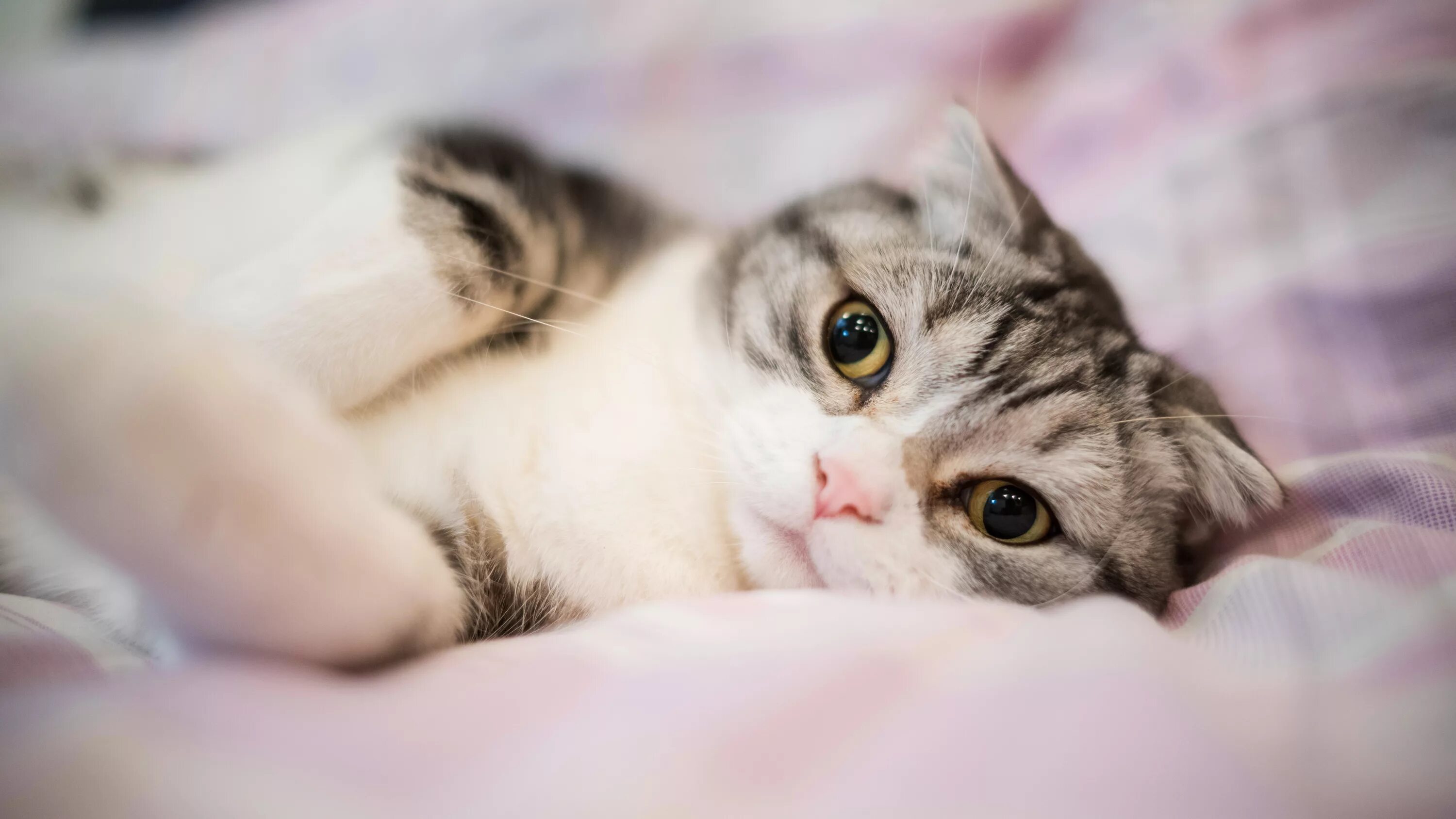 Фотки мило. Милые котики. Милый котик. Очень милые котики. Картинки котиков милых.