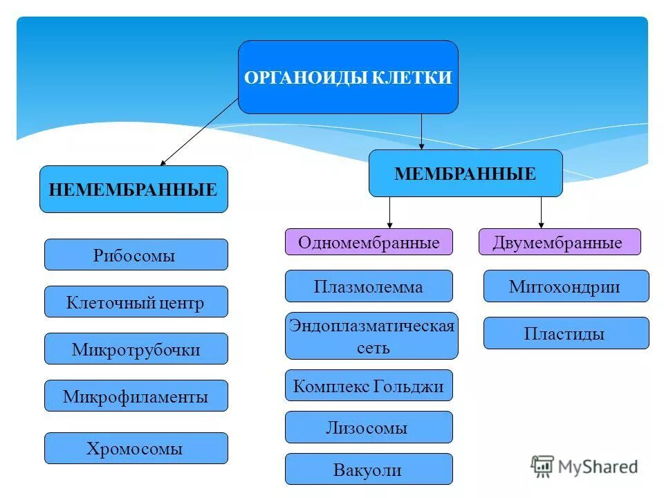 Органоиды клетки группы