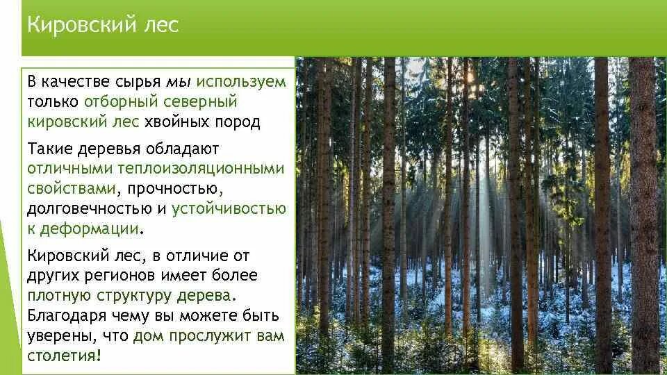 Различие леса. Кировский лес. Устойчивость в еловом лесу. Леса Кировской области презентация. Кировский лес Ижевск.