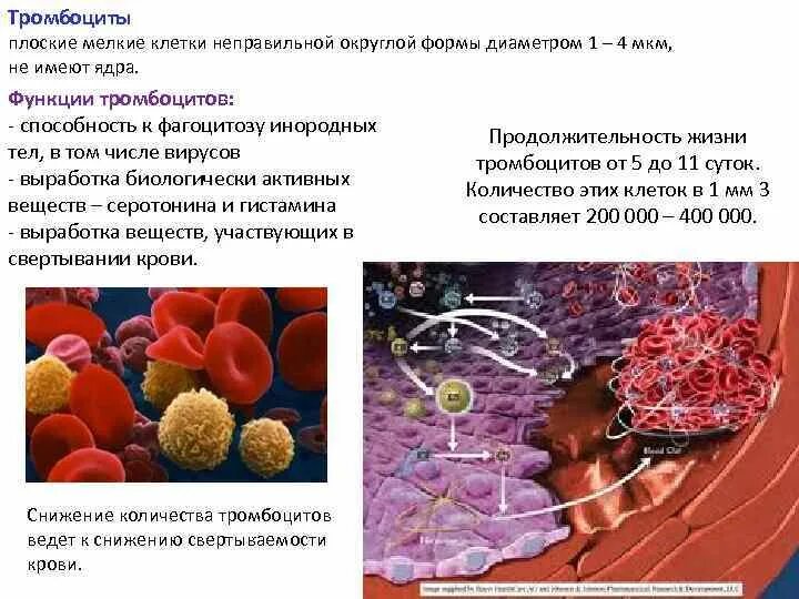 Клетка тромбоцита. Тромбоциты кровяные пластинки клетки. Функции тромбоцитов в крови. Тромбоциты способны к.