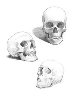 Череп скелет рисунок