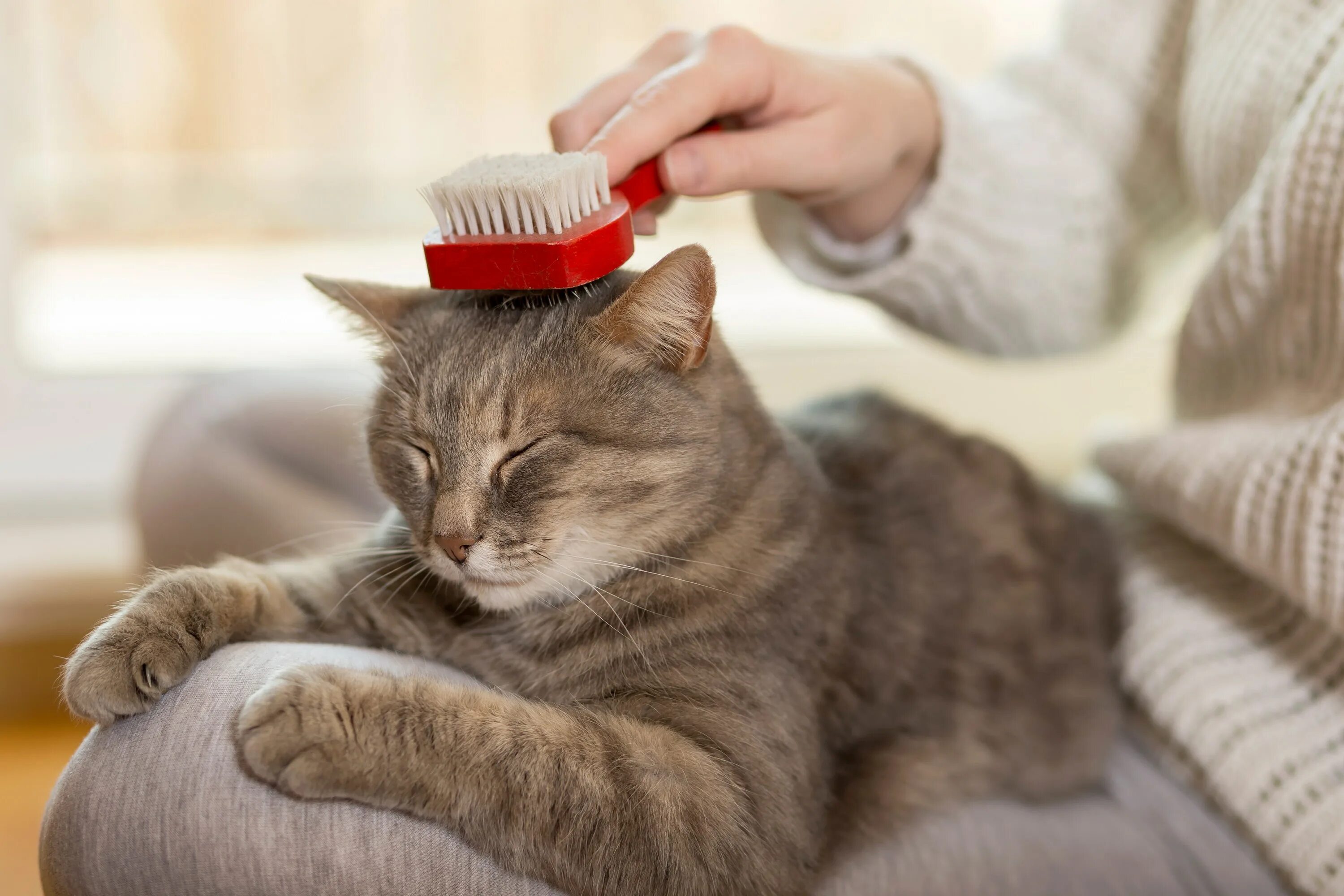 Котэ чистим