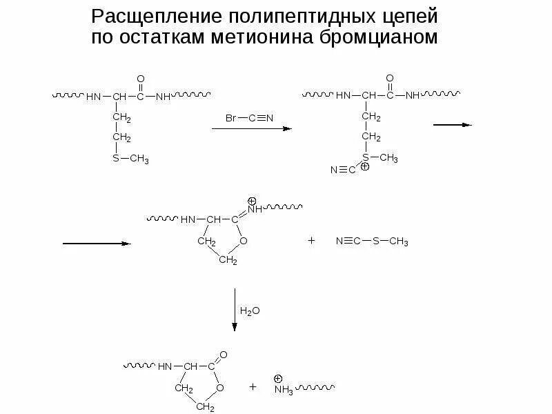 Расщепление белков до полипептидов. Бромциановый метод расщепления полипептидных цепей. Реакция метионина с бромцианом. Метионин и бромциан. Химические методы фрагментации полипептидной цепи.