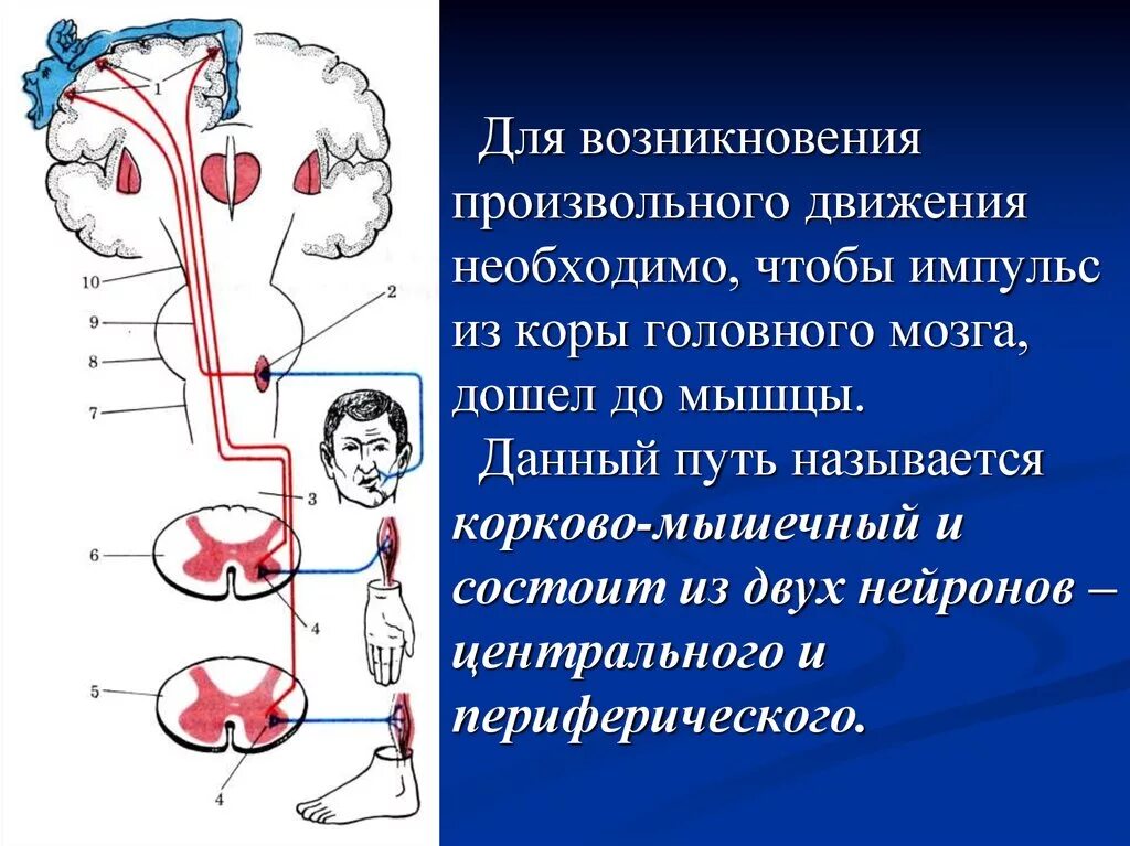 Регуляция произвольных движений