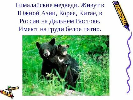 На побережье какого государства обитает медведь