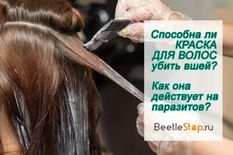 Вши на окрашенных