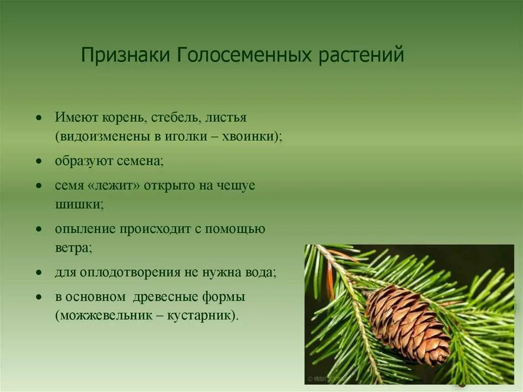 Значение слова ель. Биология 6 класс листья голосеменных. Отдел Голосеменные хвойные. Признаки голосеменных растений. Голосеменные растения 5 класс биология.