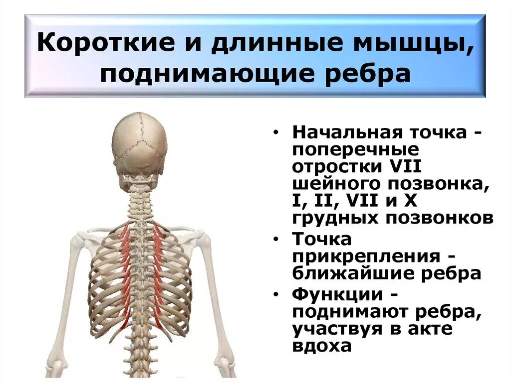 Поднимающая латынь. Мышцы поднимающие ребра анатомия. МЫШЦS поднимающая ребра. Короткие и длинные мышцы поднимающие ребра. Мвгщы поднммаюшие ребра.