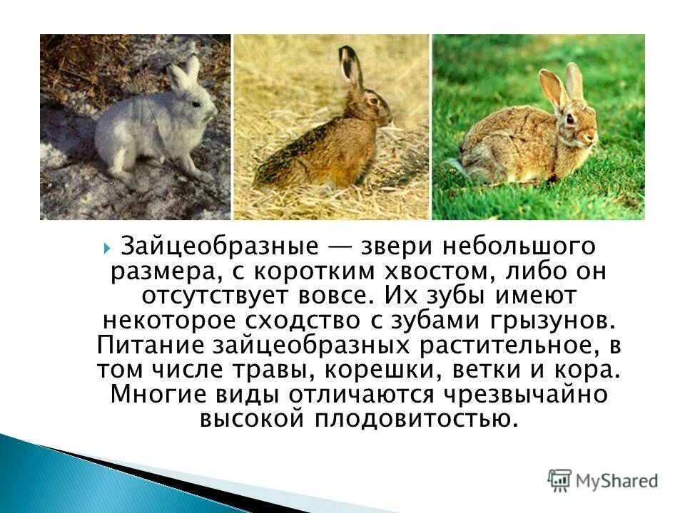 отряд зайцеобразные тип хордовые класс