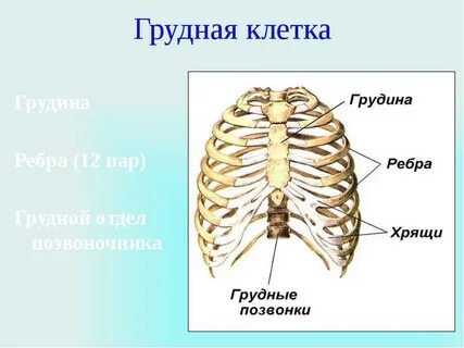 Грудная клетка какая система