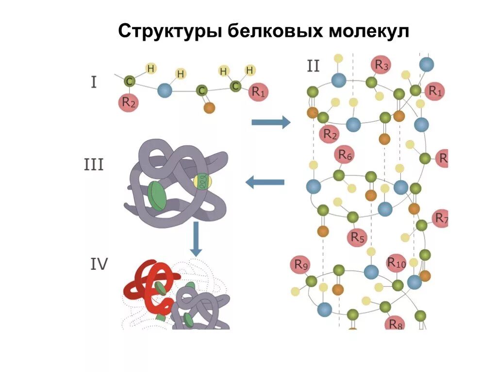 Структура белковой молекулы схема. Первичная структура белковых молекул. Белки строение структура. Строение молекулы белка структуры. Молекула белка уровни организации белковой молекулы