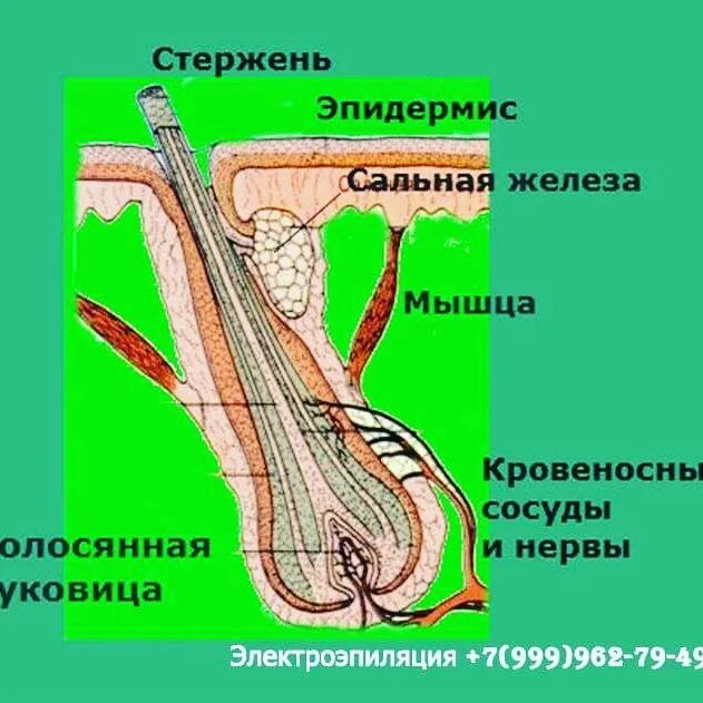 Строение волосяного фолликула схема. Строение волосяной луковицы. Строение волоса. Строение волос Ной луковицы.