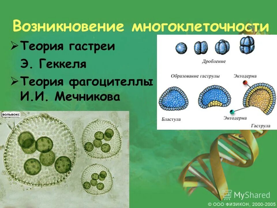 Объяснить появление многоклеточности