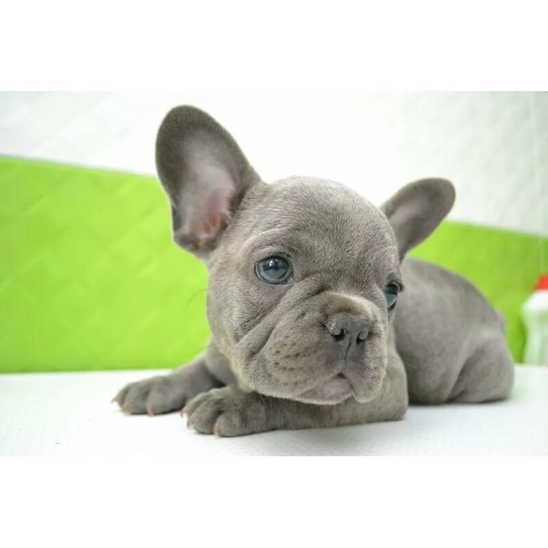 французский бульдог. голубой французский бульдог. лилово подпалый французский бульдог. французский бульдог щенок лиловый. французский бульдог лилак.