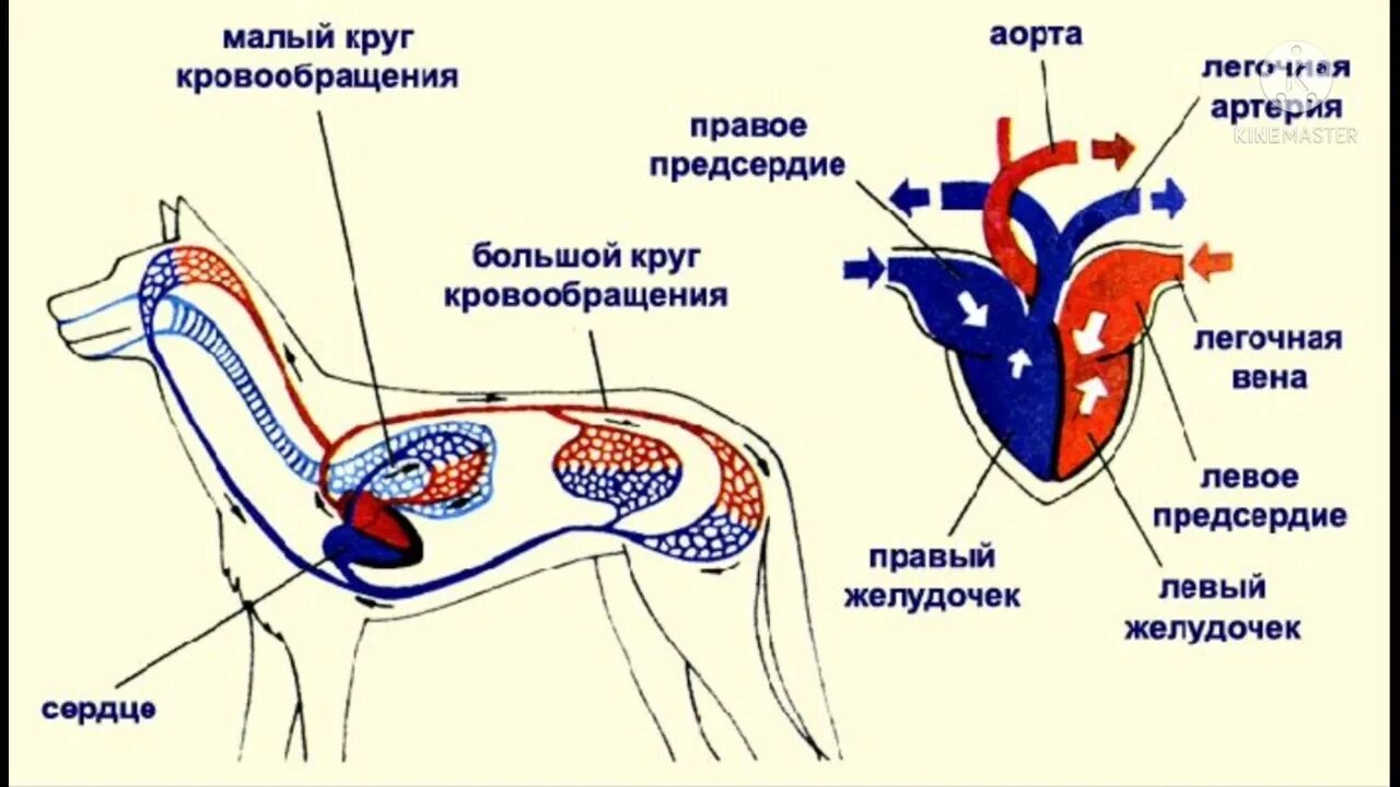 Альвеолярные пузырьки у млекопитающих находятся в. Строение кровеносной системы собаки схема. Круги кровообращения собаки анатомия. Кровеносная система млекопитающих собаки. Круги кровообращения млекопитающих схема.