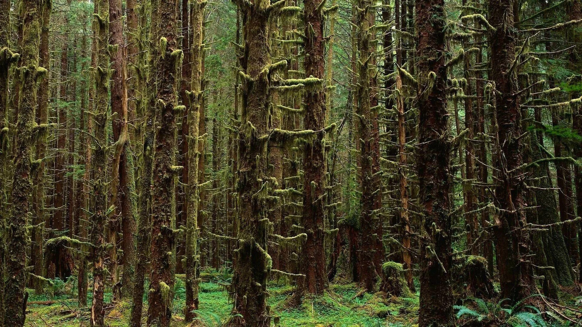 Еловый лес. Лесная (лесистая) местность. Стоит густой лес. Дремучий бор. Красивые леса.