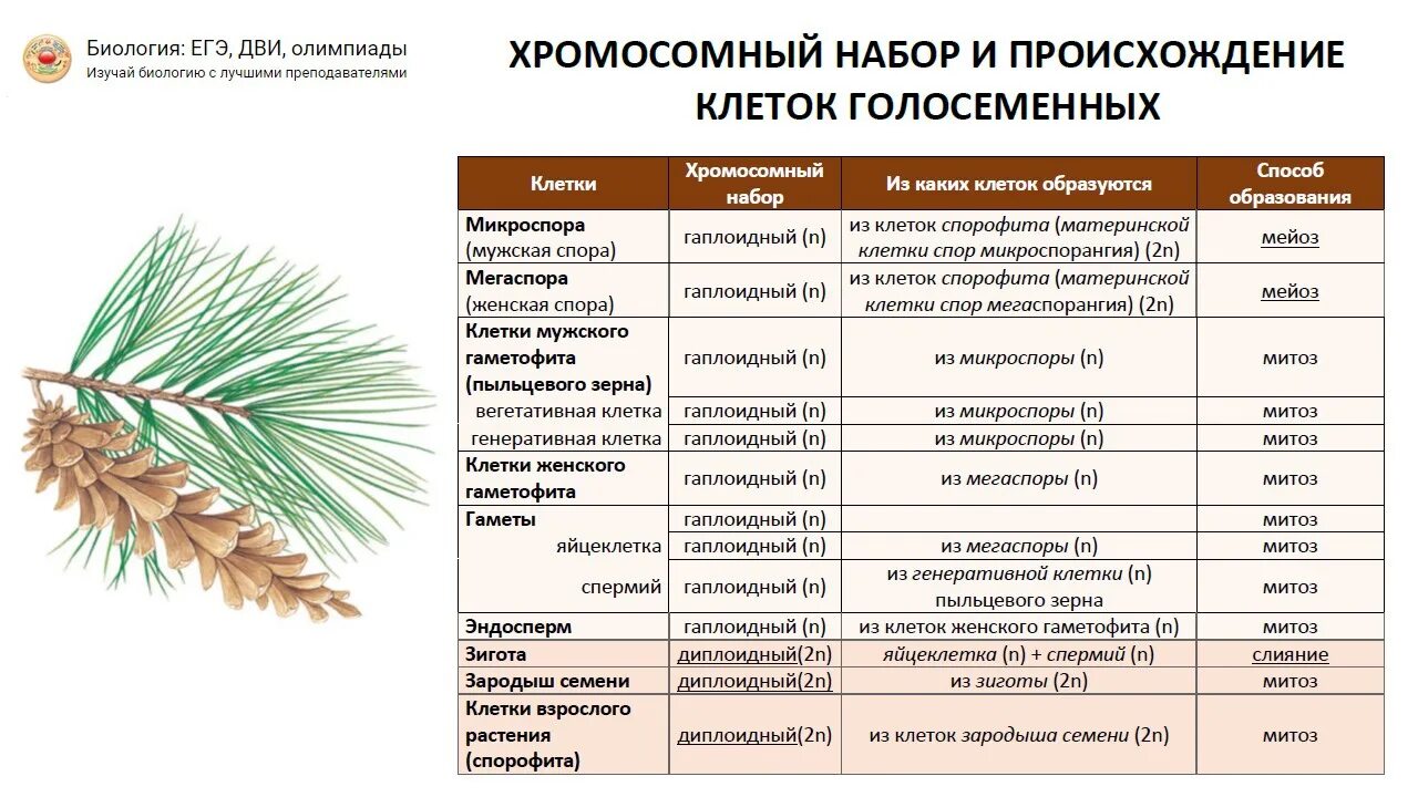 Хвойные егэ. ЕГЭ биология цикл развития голосеменных растений. Цикл развития голосеменных для ЕГЭ биология. Жизненные циклы растений ЕГЭ биология Голосеменные. Хромосомный набор семенной кожуры голосеменных.