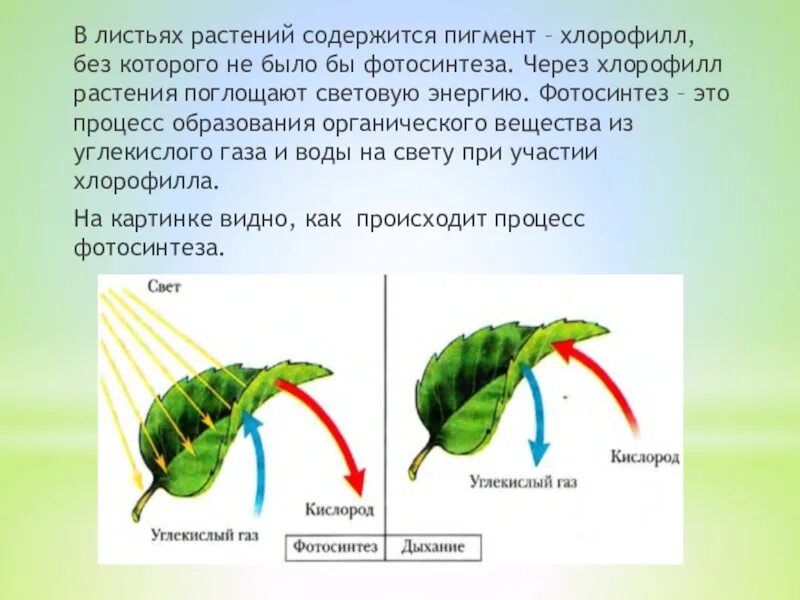 Какой растительный пигмент не образуется. Хлорофилл в растениях. Фотосинтез листа. Фотосинтез у растений. Пигменты фотосинтеза растений.